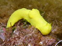 Notodoris citrina