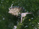 Costasiella usagi