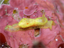 Goniodoris sp. 2