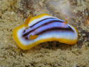 Chromodoris sp. 4