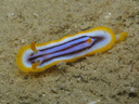 Chromodoris sp. 4