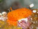 Hoplodoris cf. grandiflora