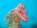 Ceratosoma trilobatum