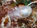 Atys semistriata