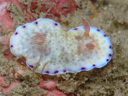 Goniobranchus aureopurpurea