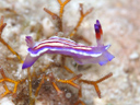 Mexichromis lemniscata