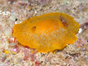 Hoplodoris grandiflora