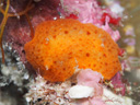 Hoplodoris cf. grandiflora