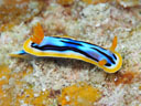 Chromodoris strigata