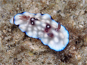 Goniobranchus hintuanensis