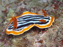 Chromodoris sp. 5