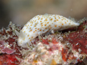 Gymnodoris sp. 12