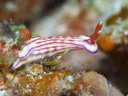 Hypselodoris whitei