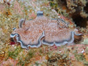 Glossodoris hikuerensis