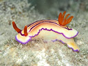 Hypselodoris emma