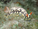 Hypselodoris infucata