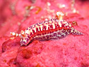 Hypselodoris maculosa