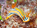 Chromodoris colemani