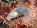 Gymnodoris tuberculosa