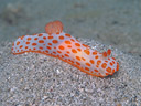 Gymnodoris rubropapulosa