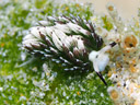 Costasiella usagi