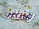 Goniobranchus geometrica