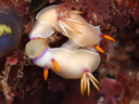 Hypselodoris bullocki