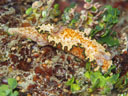 Glossodoris cincta