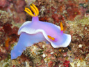 Hypselodoris apolegma