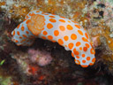 Gymnodoris rubropapulosa