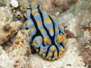 Phyllidia varicosa