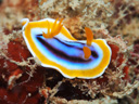 Chromodoris sp. 2