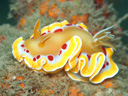 Glossodoris cruenta