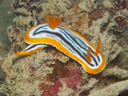 Chromodoris magnifica