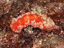 Hexabranchus sanguineus