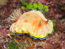 Goniobranchus albopunctata