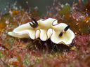 Glossodoris atromarginata