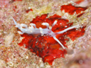 Flabellina macassarana