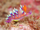 Flabellina exoptata