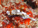 Hypselodoris zephyra