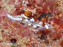 Hypselodoris zephyra