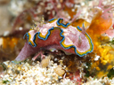 Glossodoris cincta