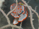 Dermatobranchus ornatus