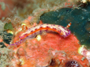 Hypselodoris maculosa