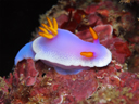 Hypselodoris apolegma