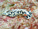 Hypselodoris infucata