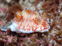 Goniobranchus reticulatus