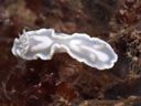 Glossodoris pallida