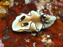 Glossodoris atromarginata