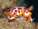 Hypselodoris purpureomaculosa